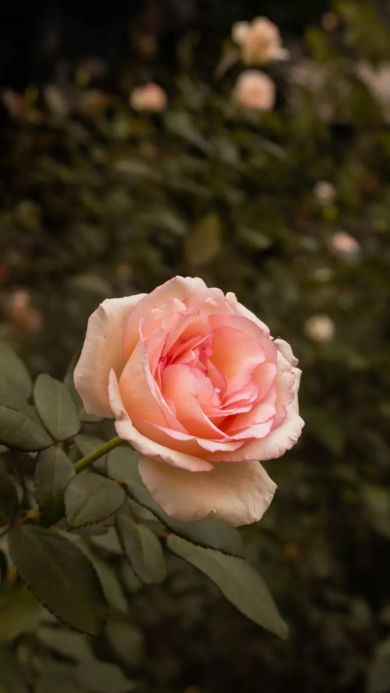 flower wallpaper