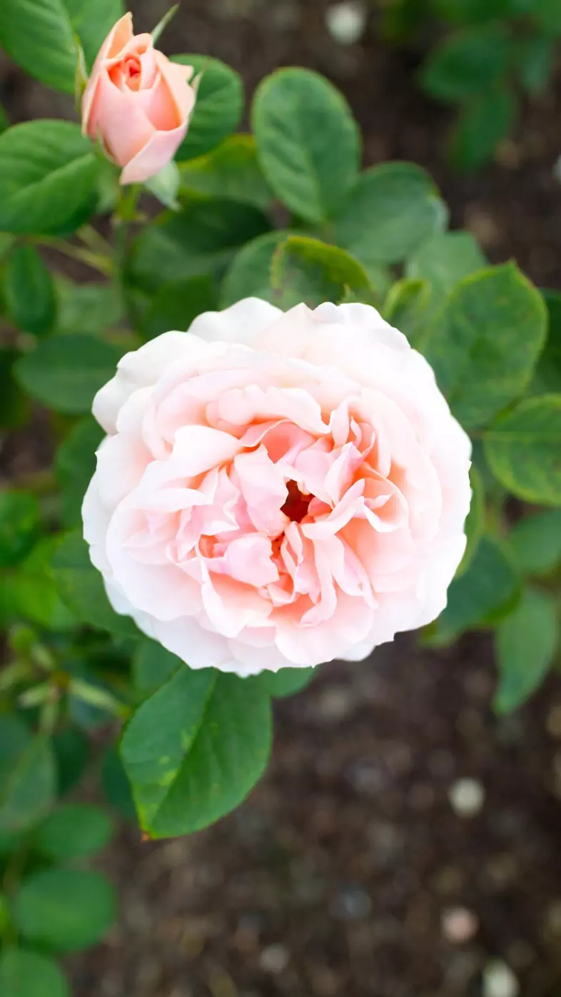 flower wallpaper