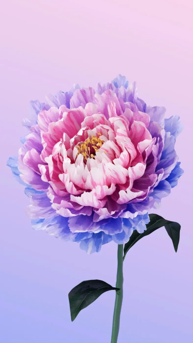 flower alive vivo peony wallpaper