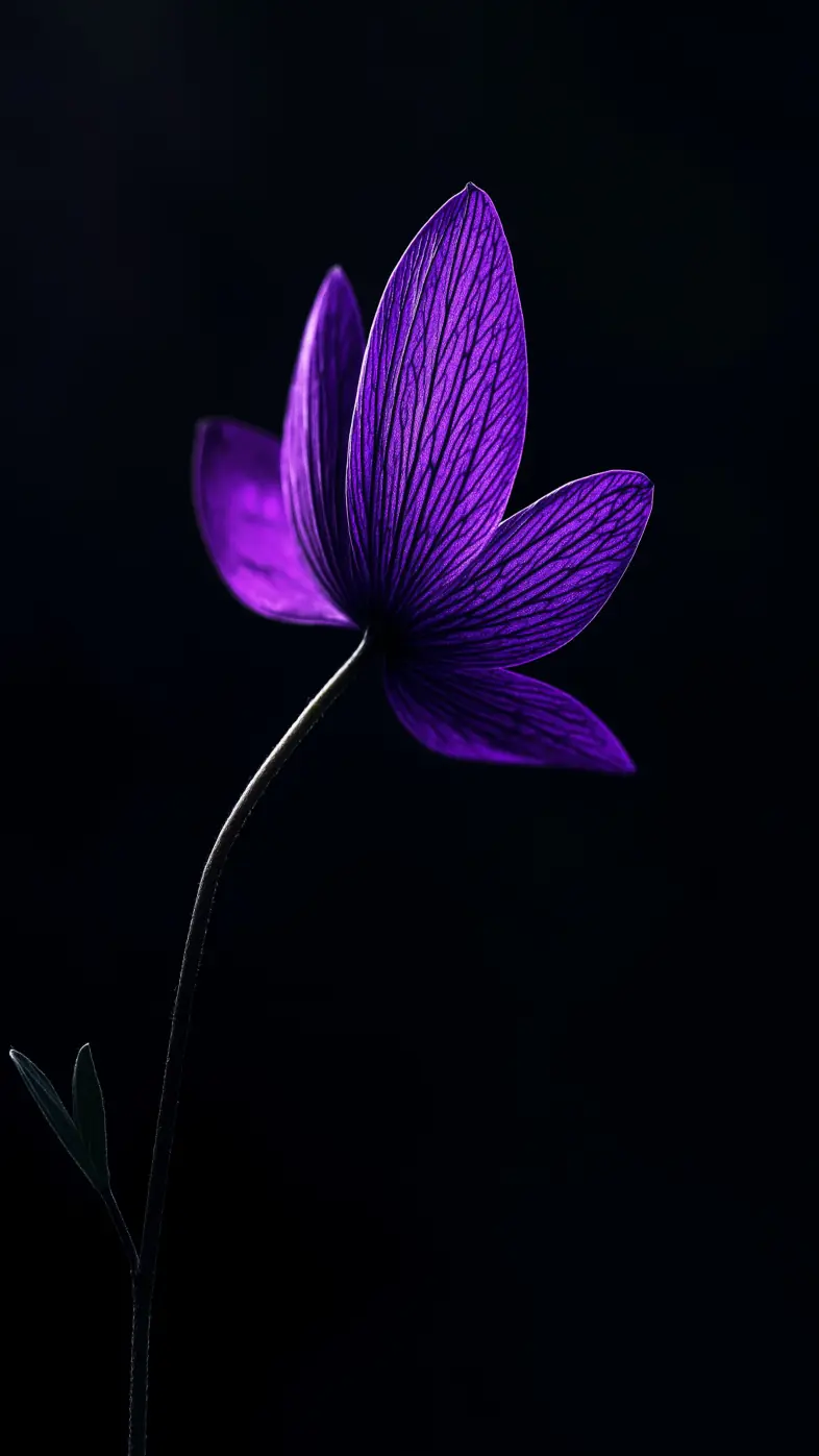 flower petals bud purple wallpaper
