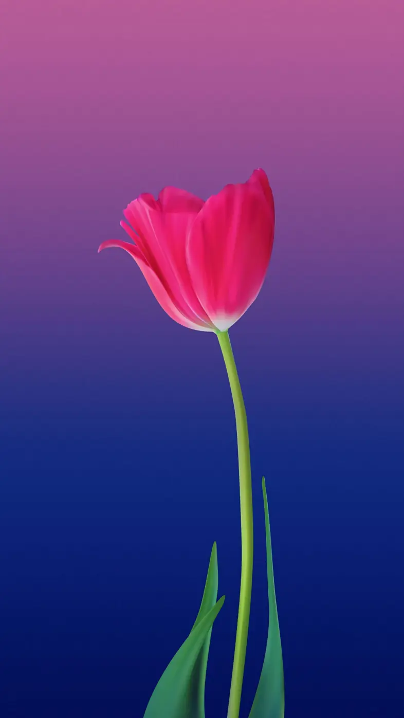 flower pink art tulip gradient wallpaper