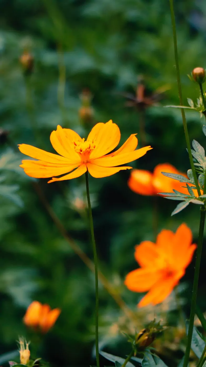 flowers wallpaper