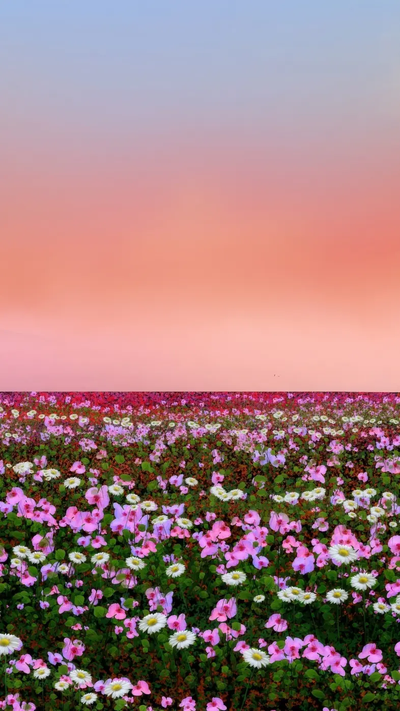 flowers field wallpaper
