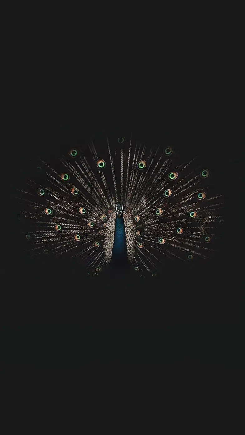 galliformes bird circle event wallpaper