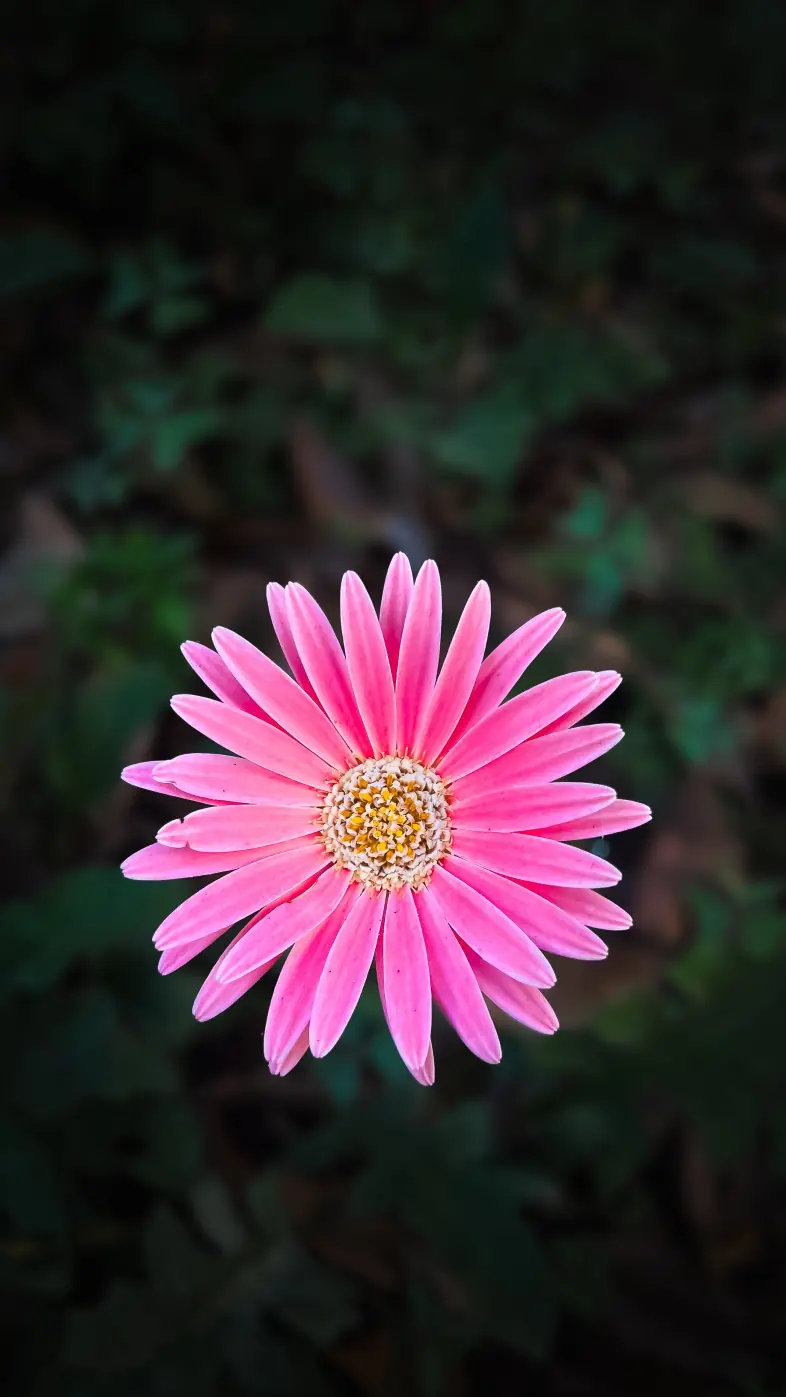 gerbera flower pink dark  wallpaper