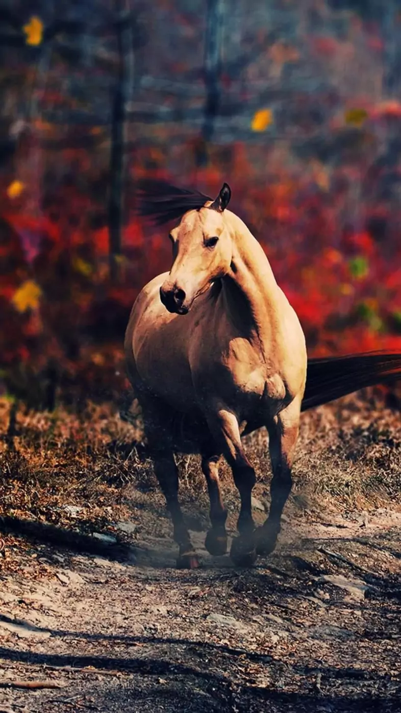 horse  wallpaper