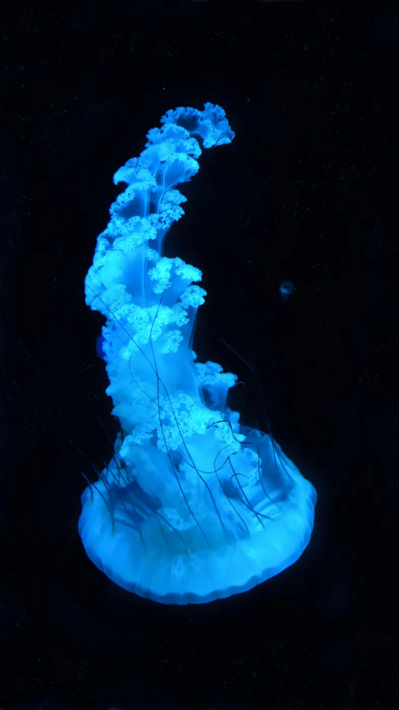 jellyfish  wallpaper
