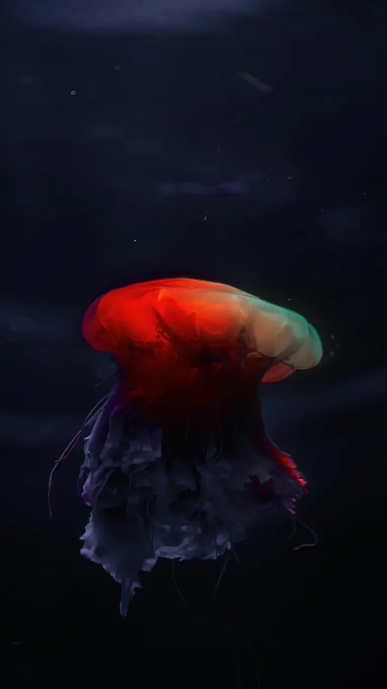 jellyfish  wallpaper