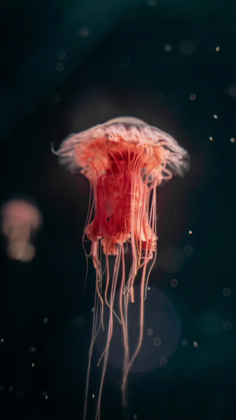 jellyfish  wallpaper