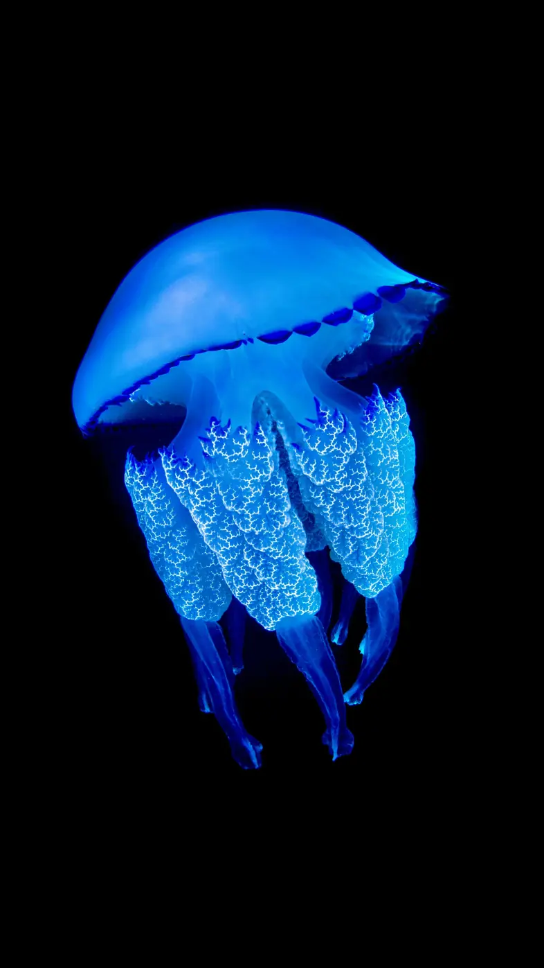 jellyfish  wallpaper