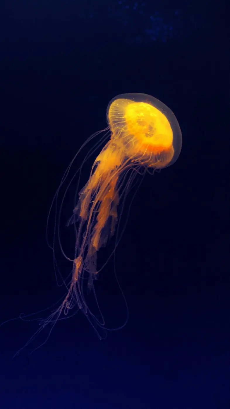 jellyfish  wallpaper