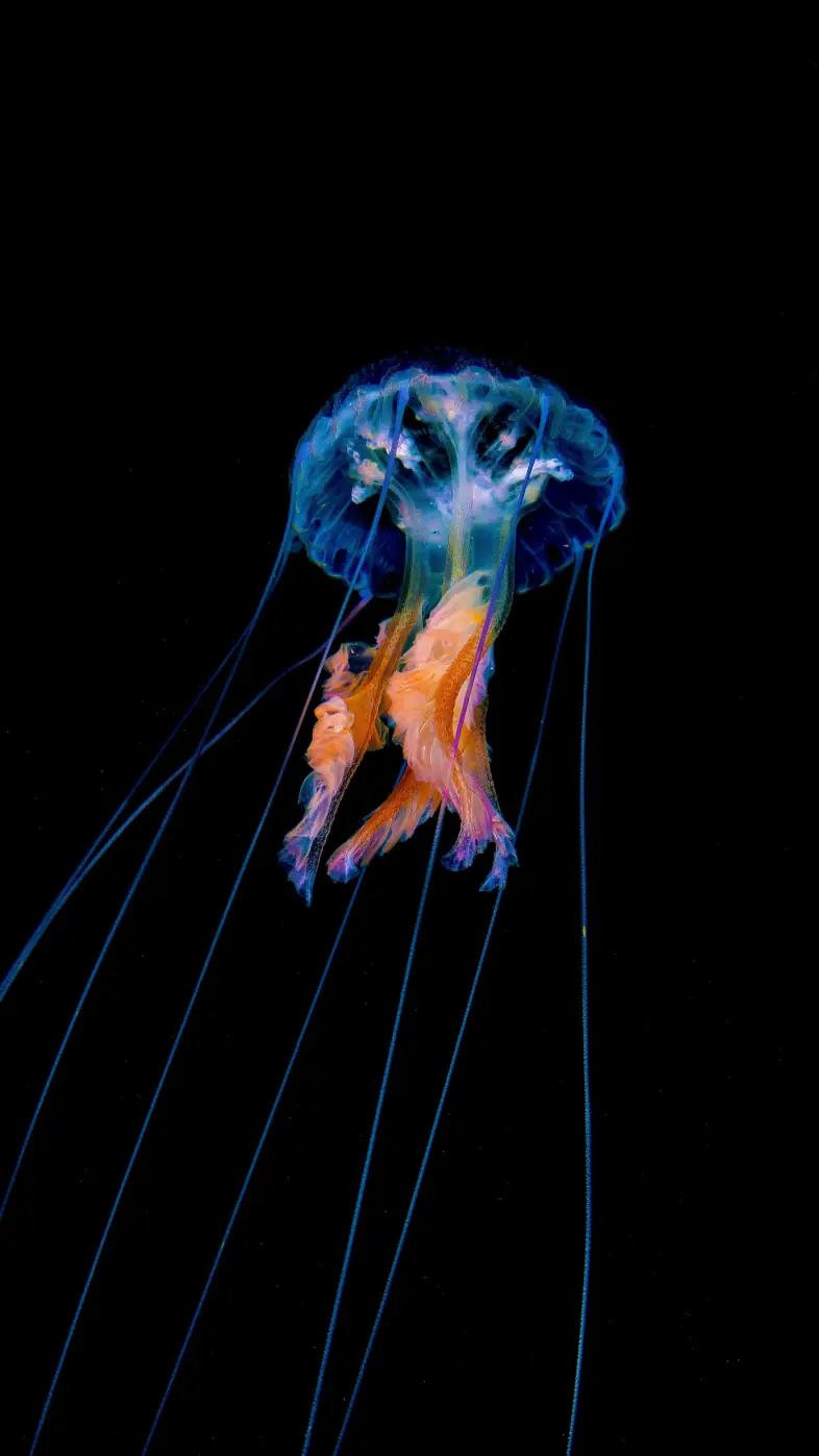 jellyfish  wallpaper