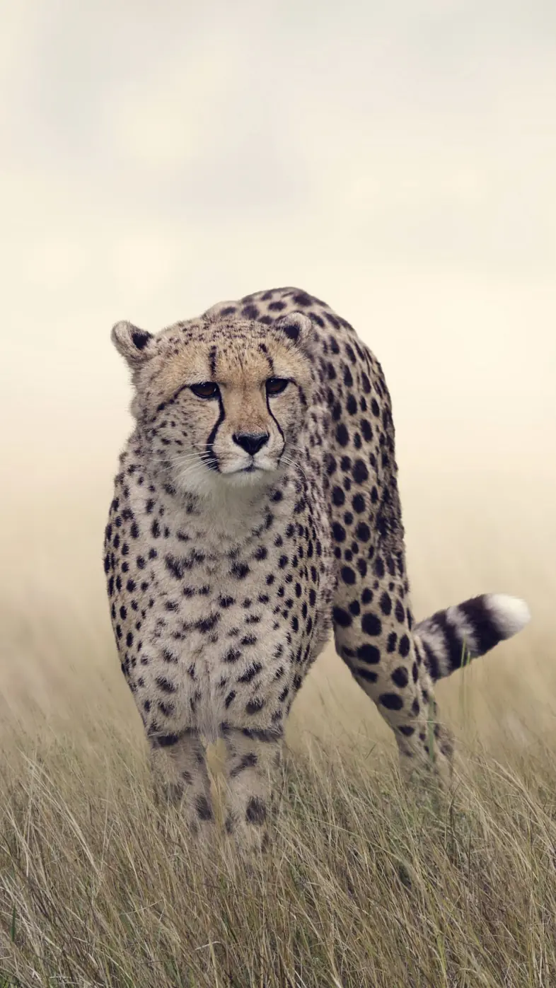 leopard wallpaper