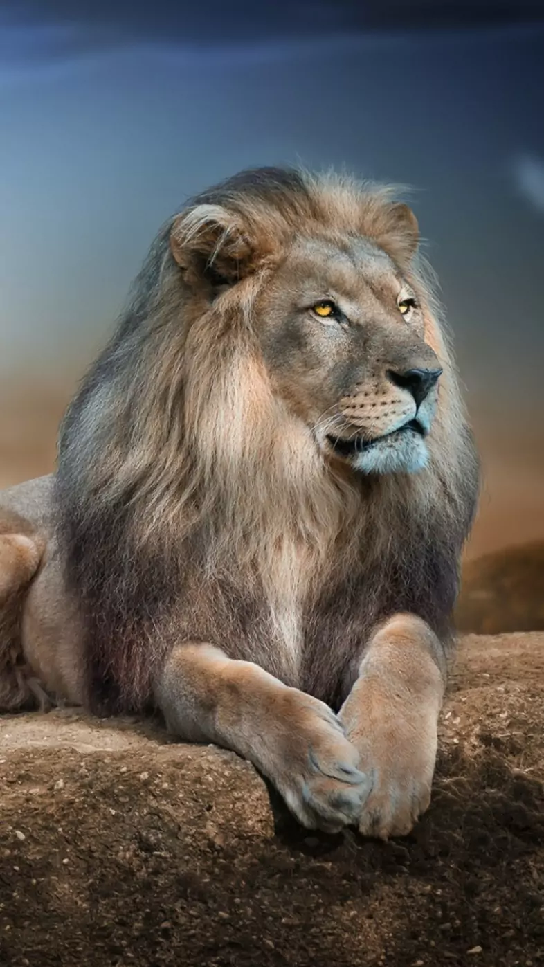 lion wallpaper