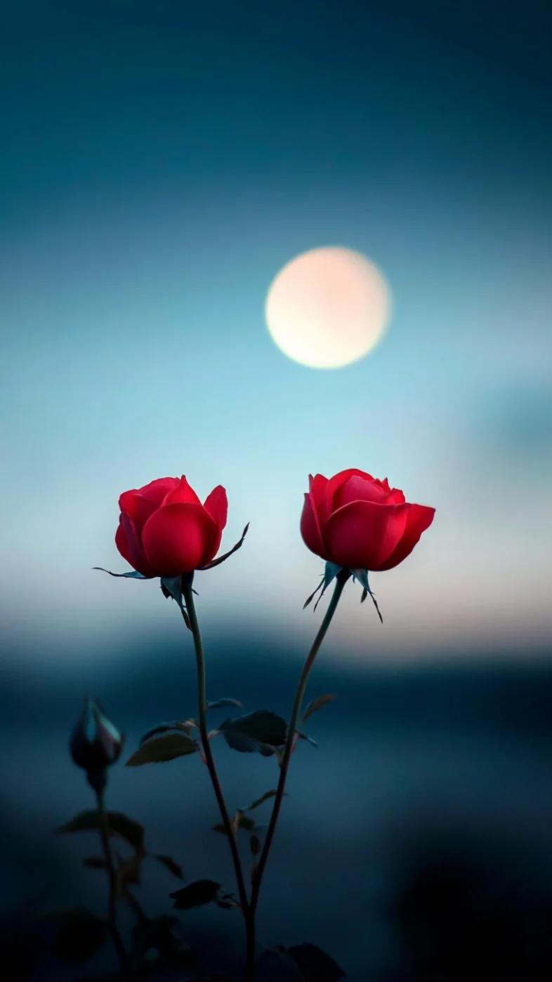 minimalist two rose flowers wallpaper