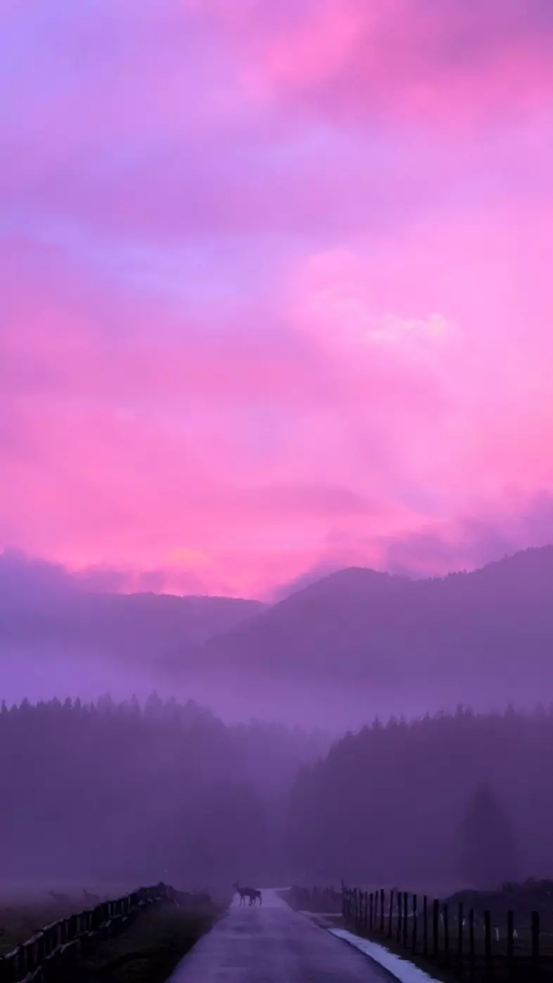 misty pink sunset wallpaper
