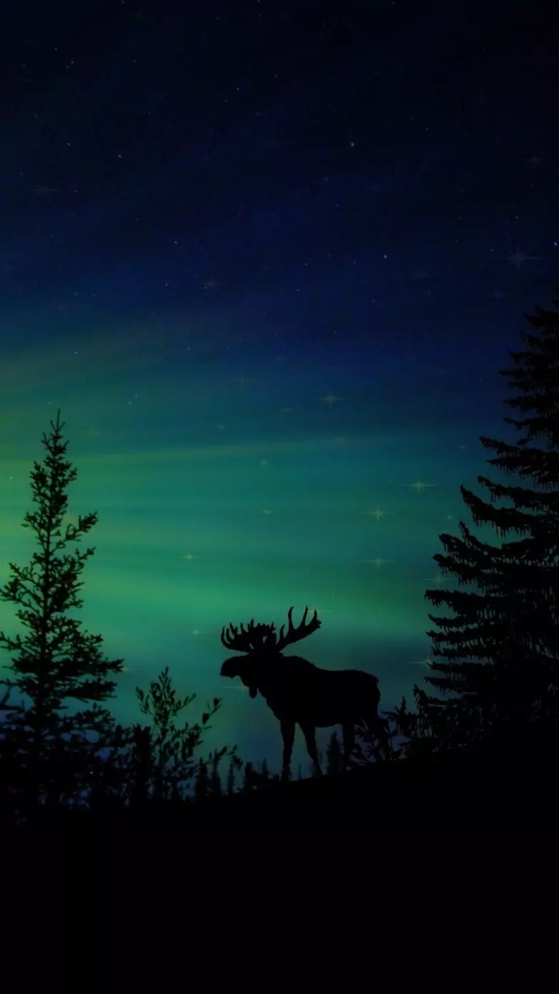 moose forest animal dawn silhouette wallpaper