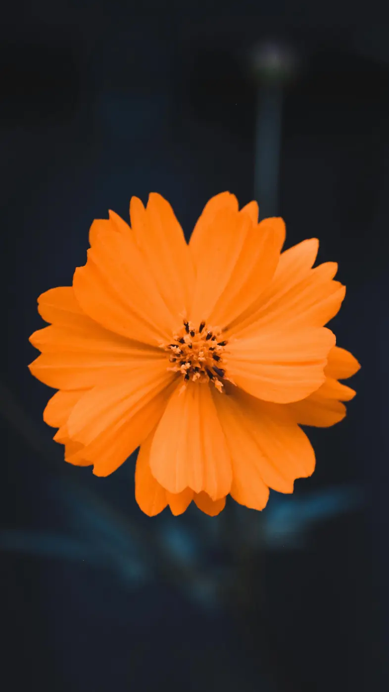 orange flower wallpaper