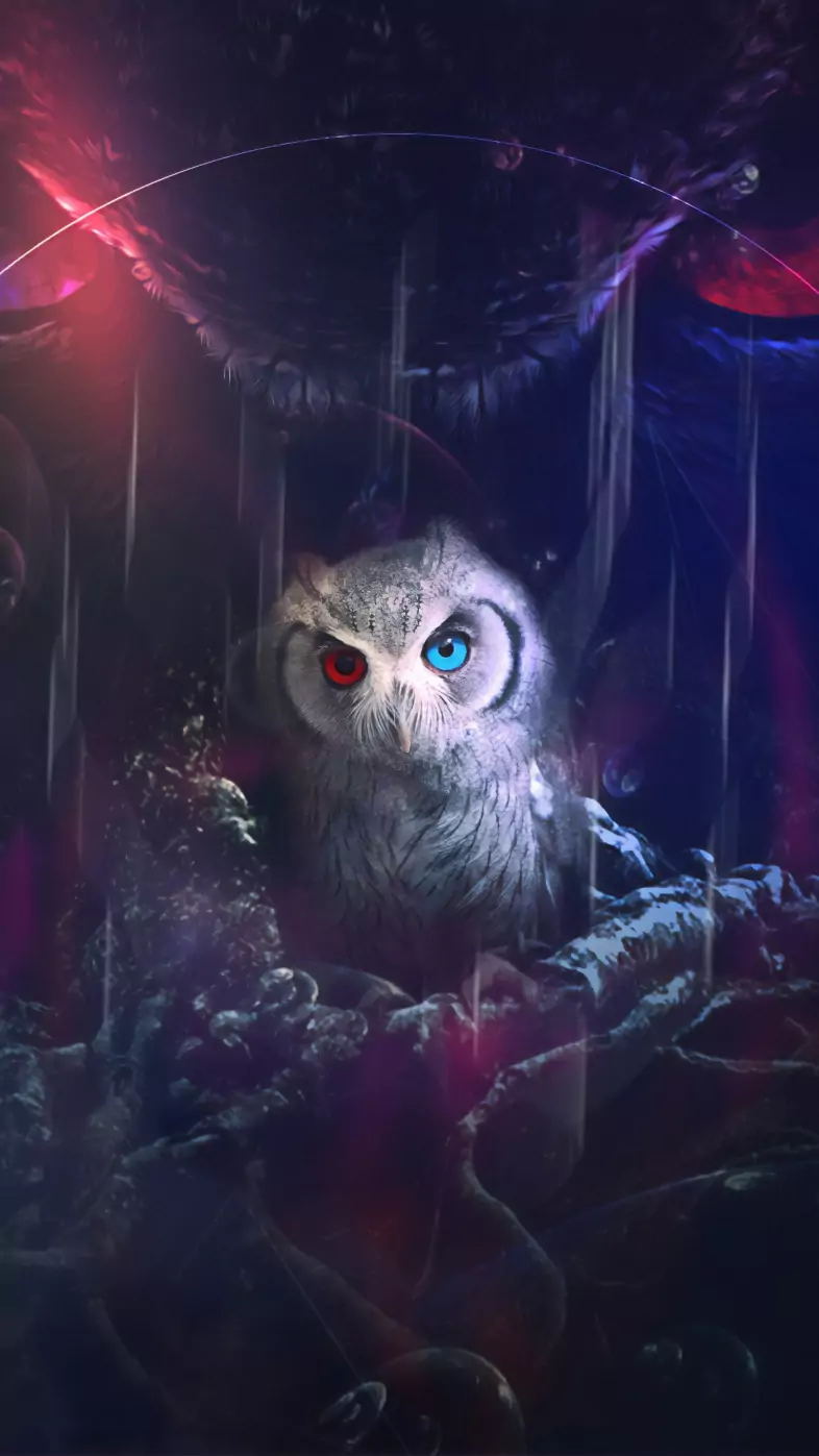 owl wallpaper
