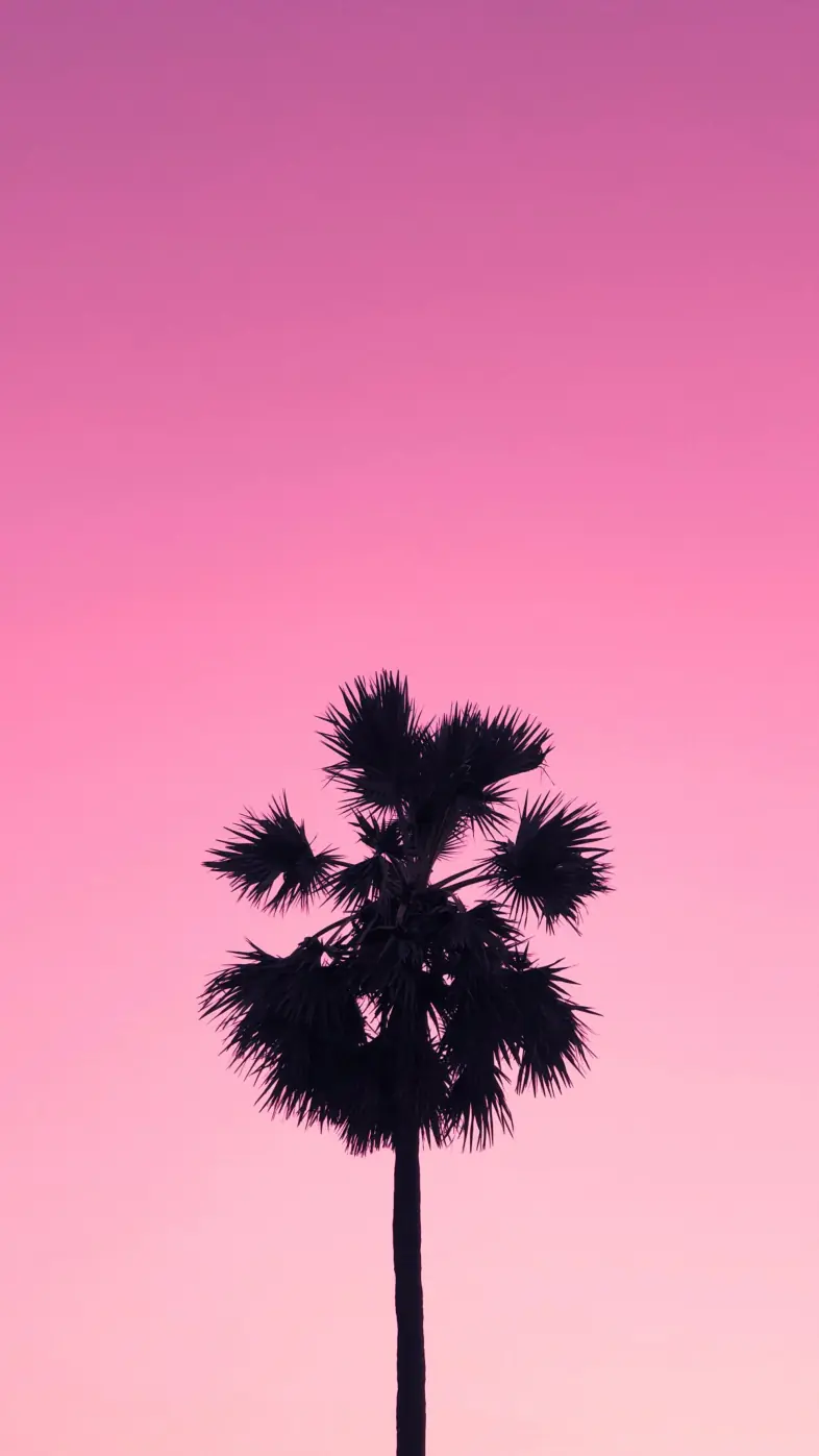 palm tree  wallpaper