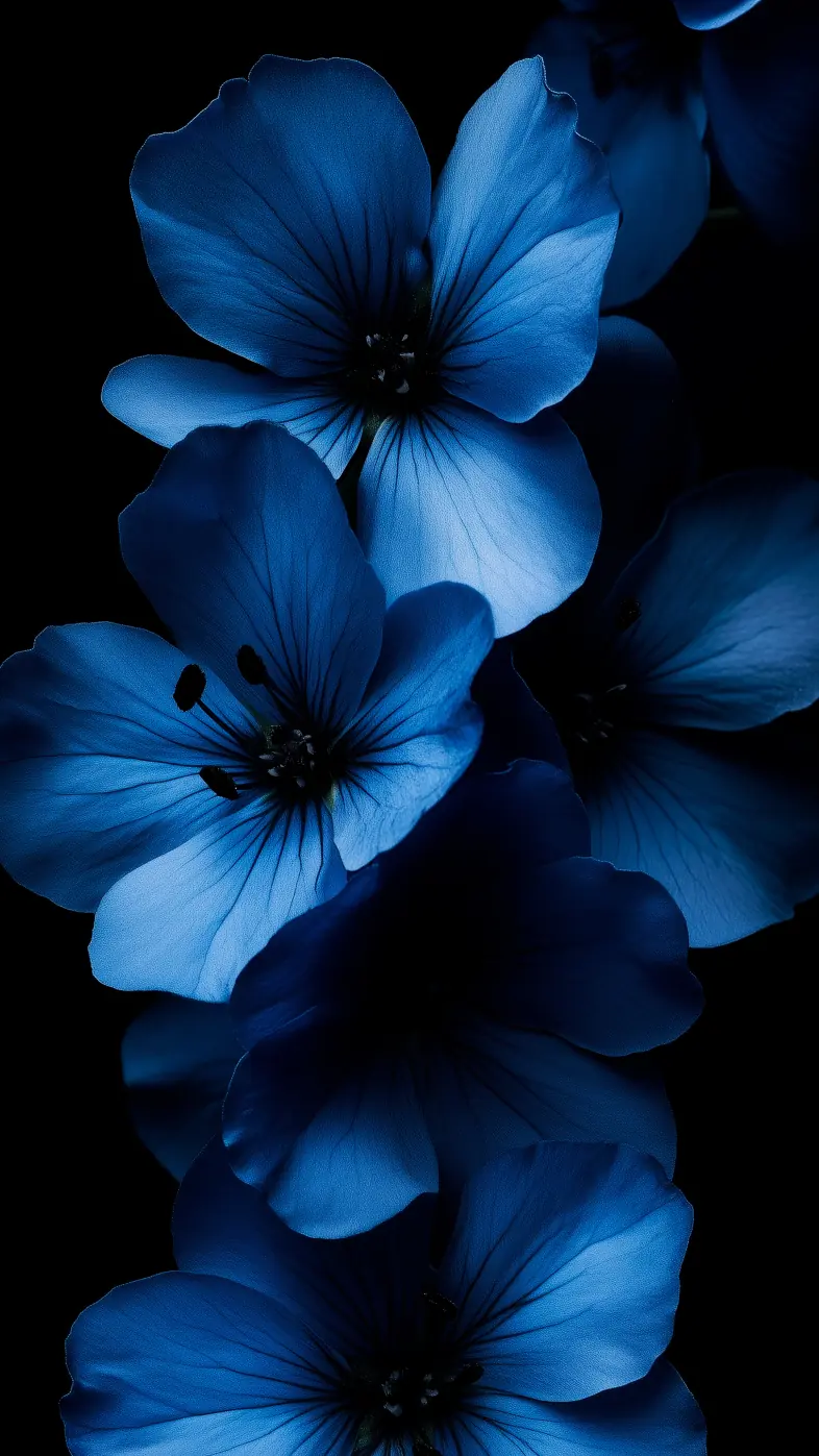 petals blue flower plant wallpaper