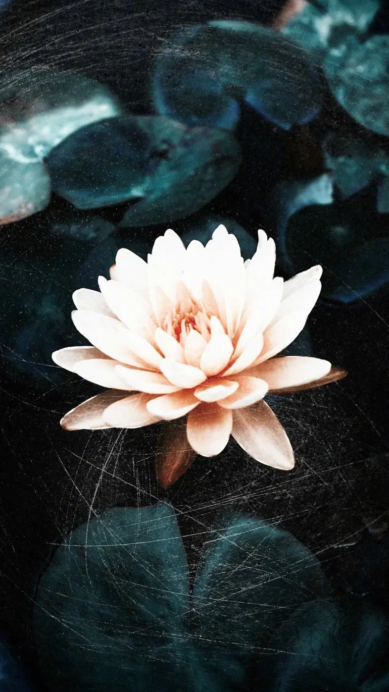 petals flower glow water  wallpaper