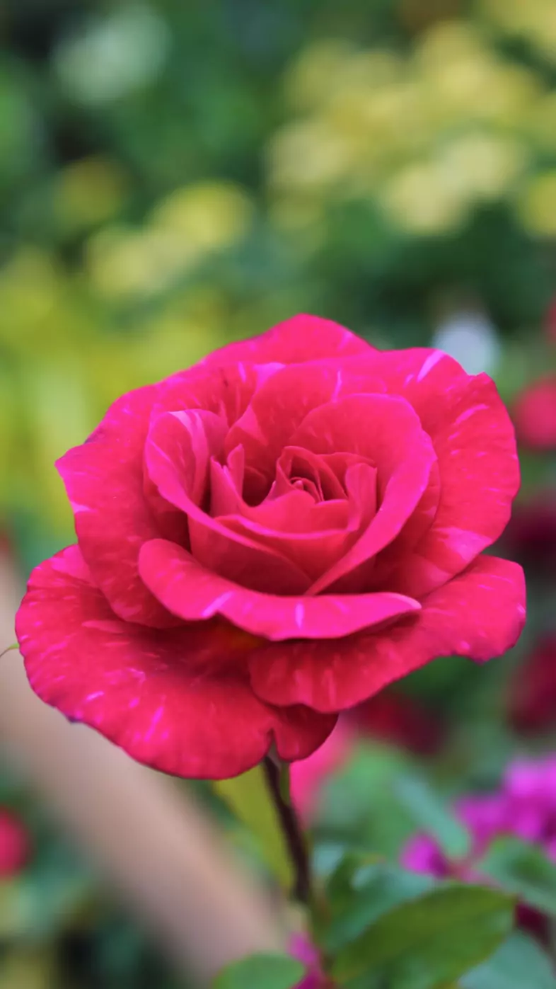 pink flower wallpaper