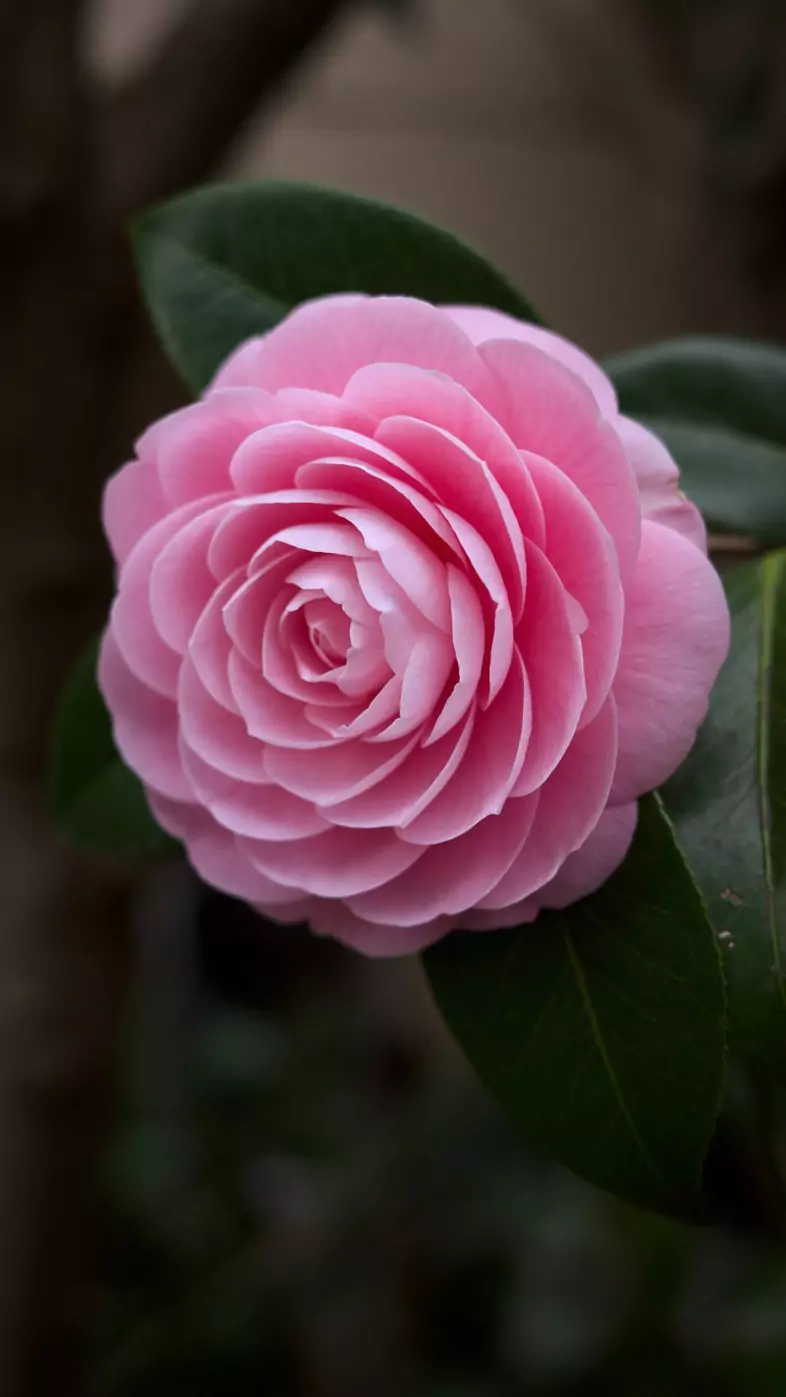 pink flower wallpaper