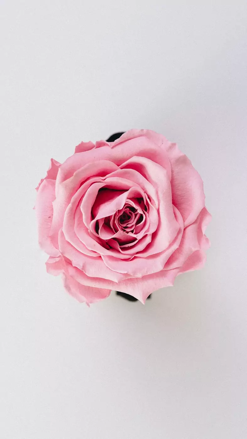 pink flower wallpaper