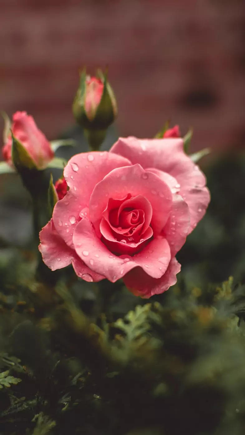 pink flower wallpaper
