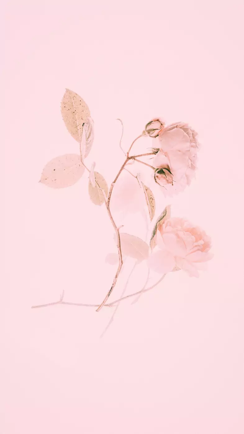 pink flower wallpaper