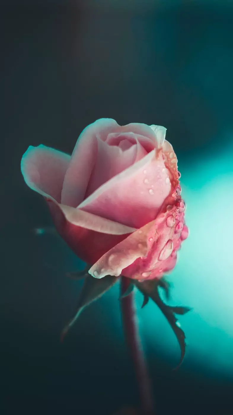 pink flower wallpaper