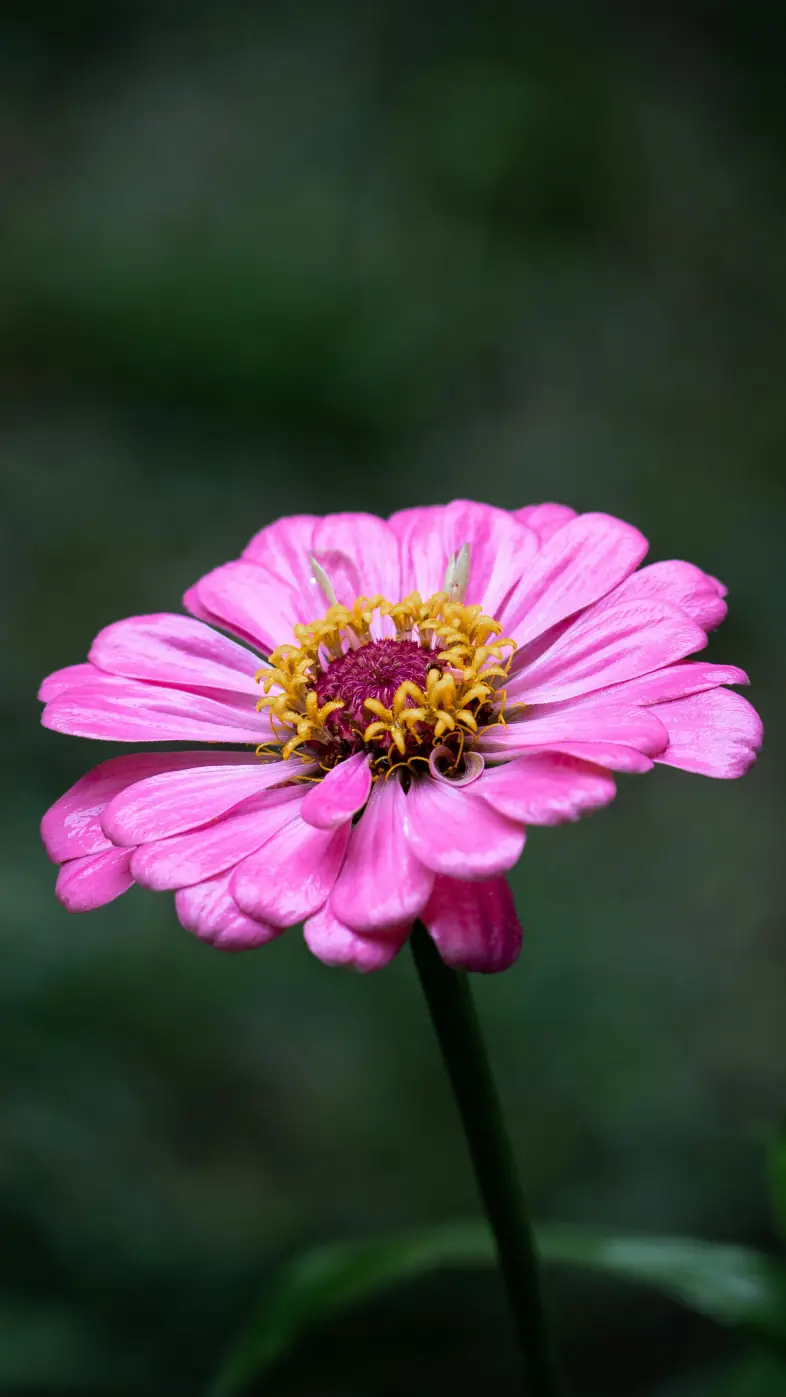 pink flower wallpaper