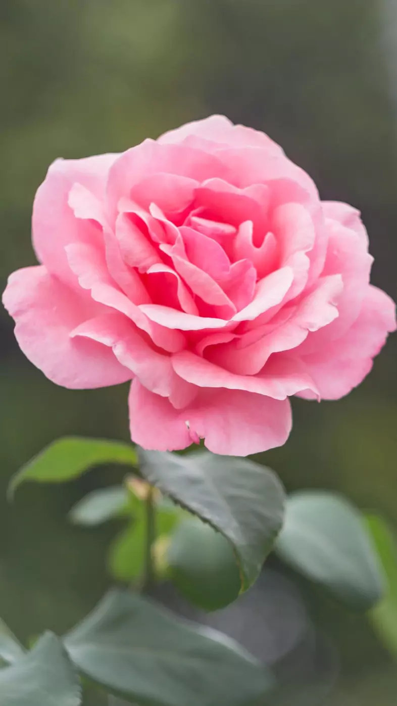 pink rose wallpaper
