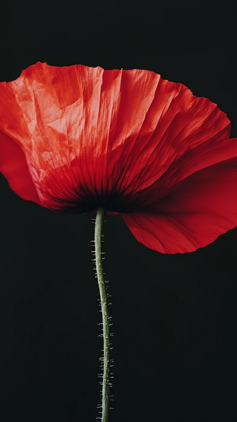 poppy flower wallpaper
