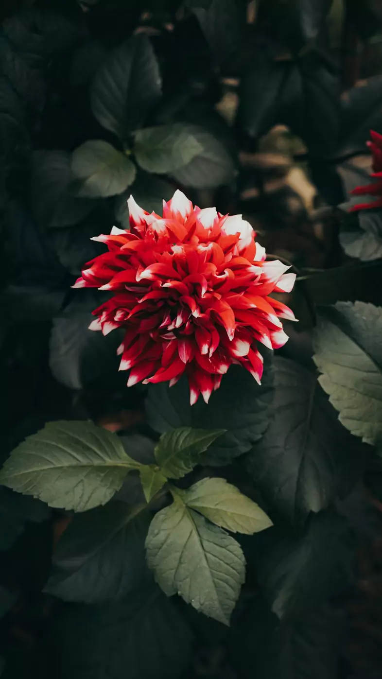 red and white rose wallpaper