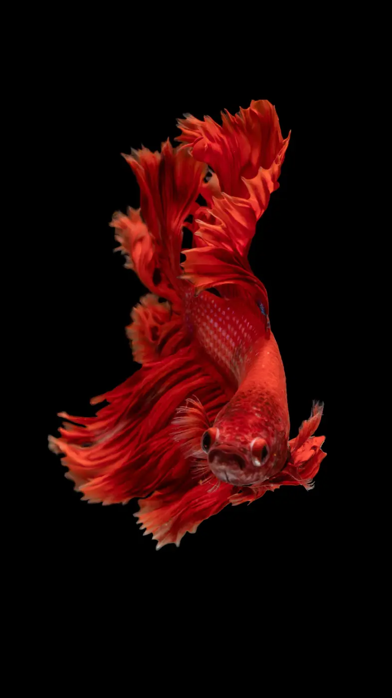 red fish wallpaper