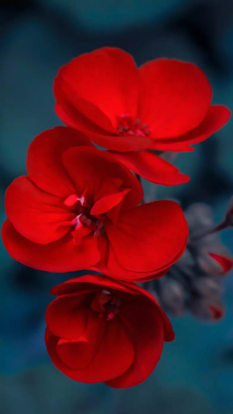red flower wallpaper