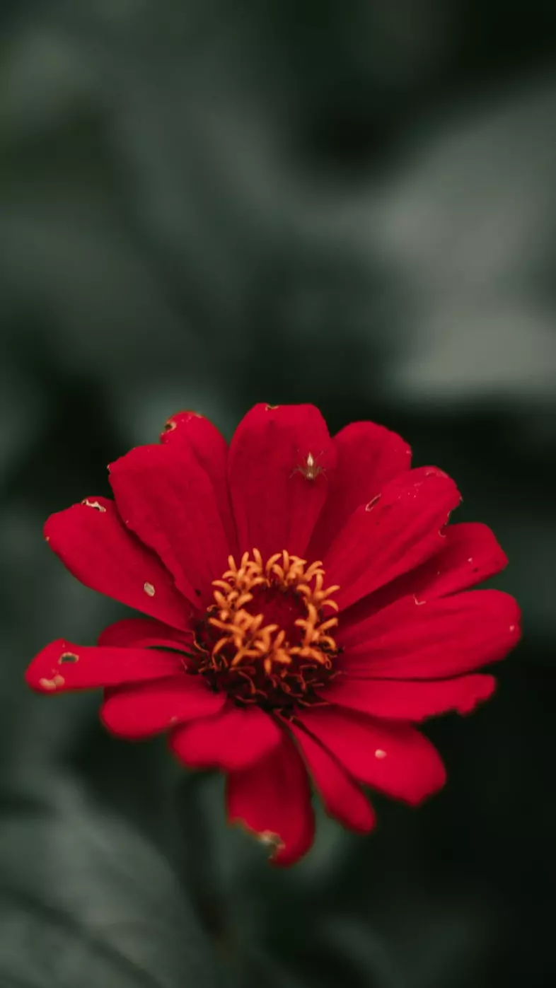 red flower wallpaper