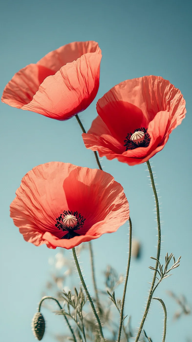 red poppy flowers wallpaper