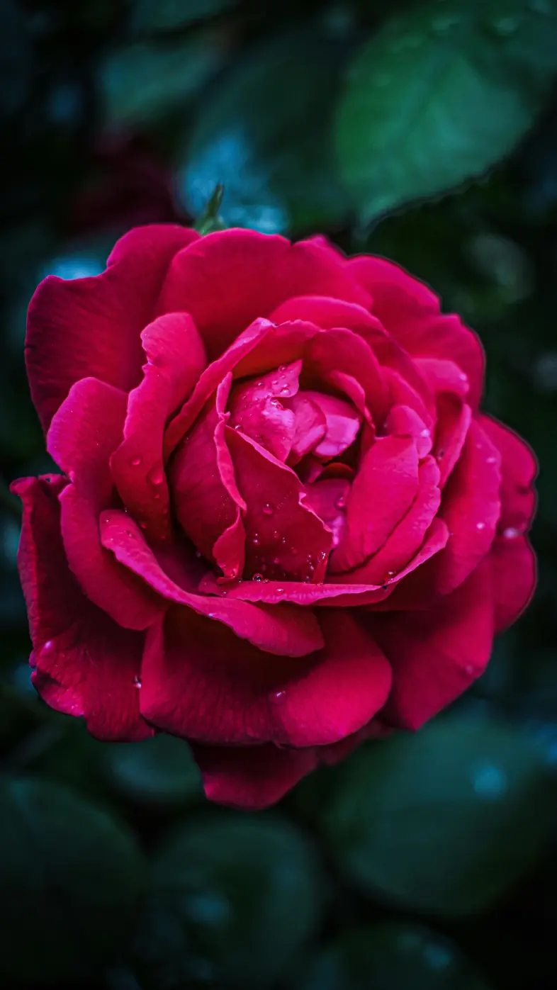 red rose wallpaper