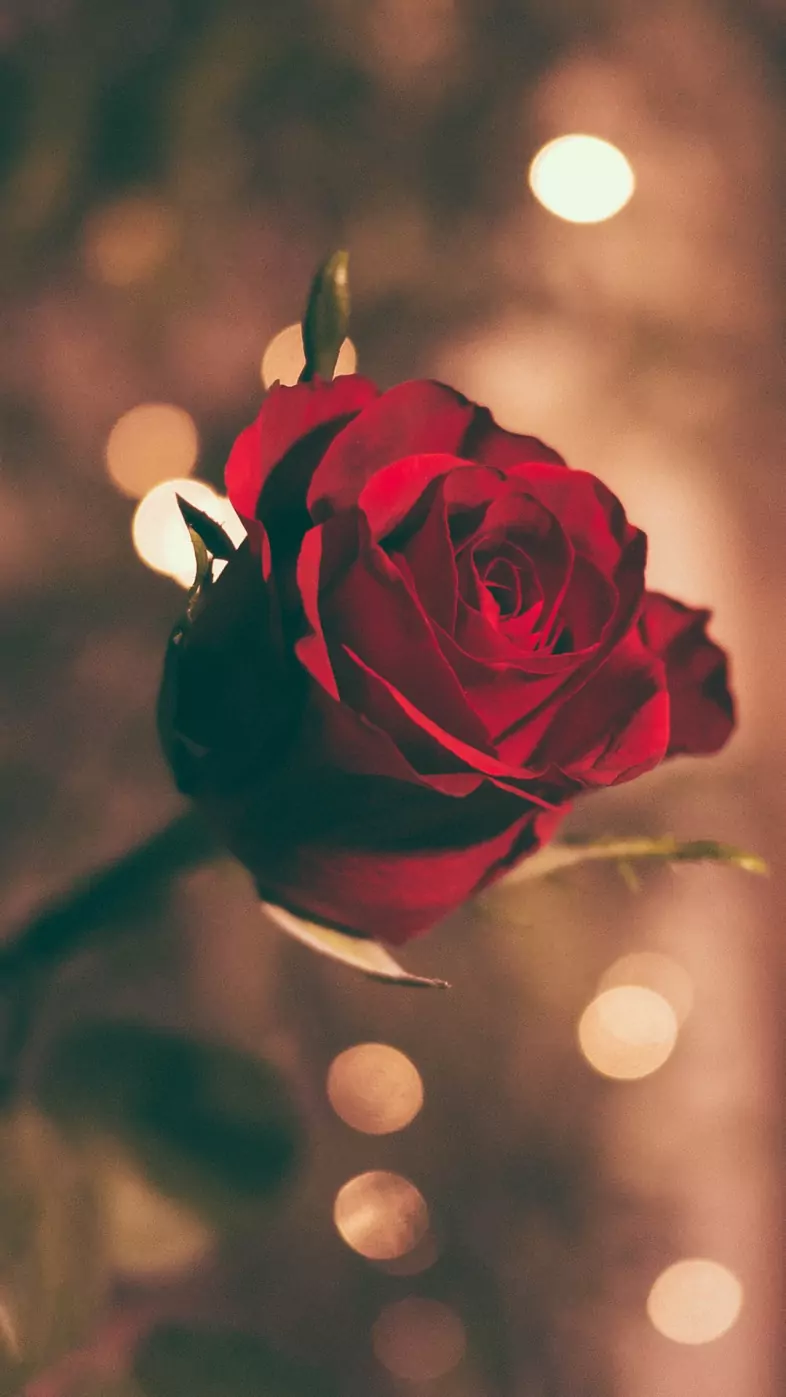 red rose wallpaper
