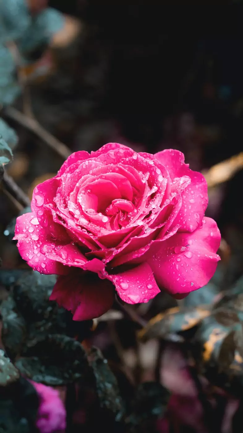 red rose wallpaper