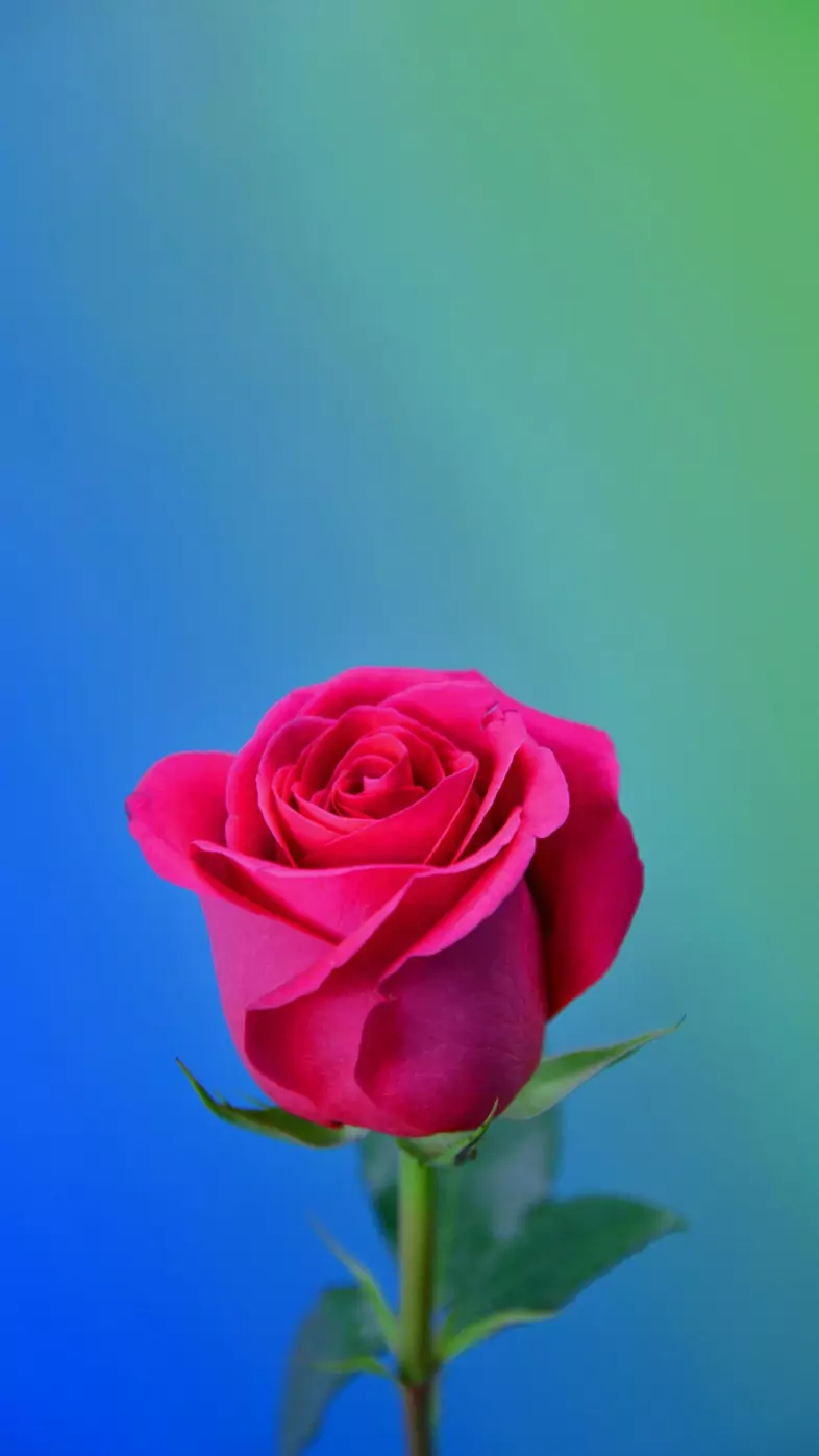 red rose wallpaper