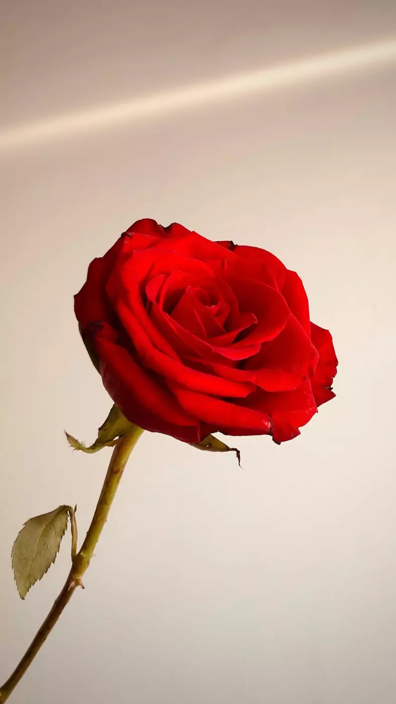 red rose wallpaper