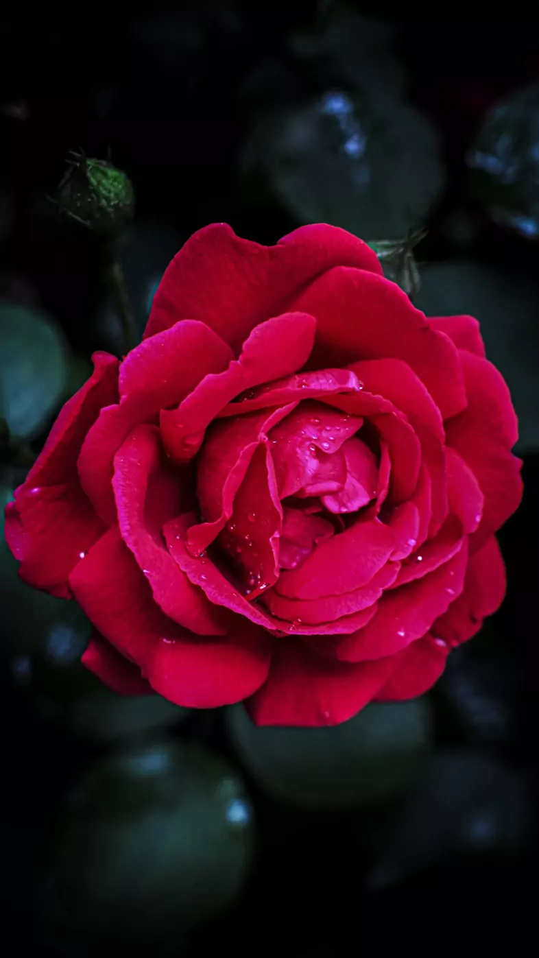 red rose wallpaper