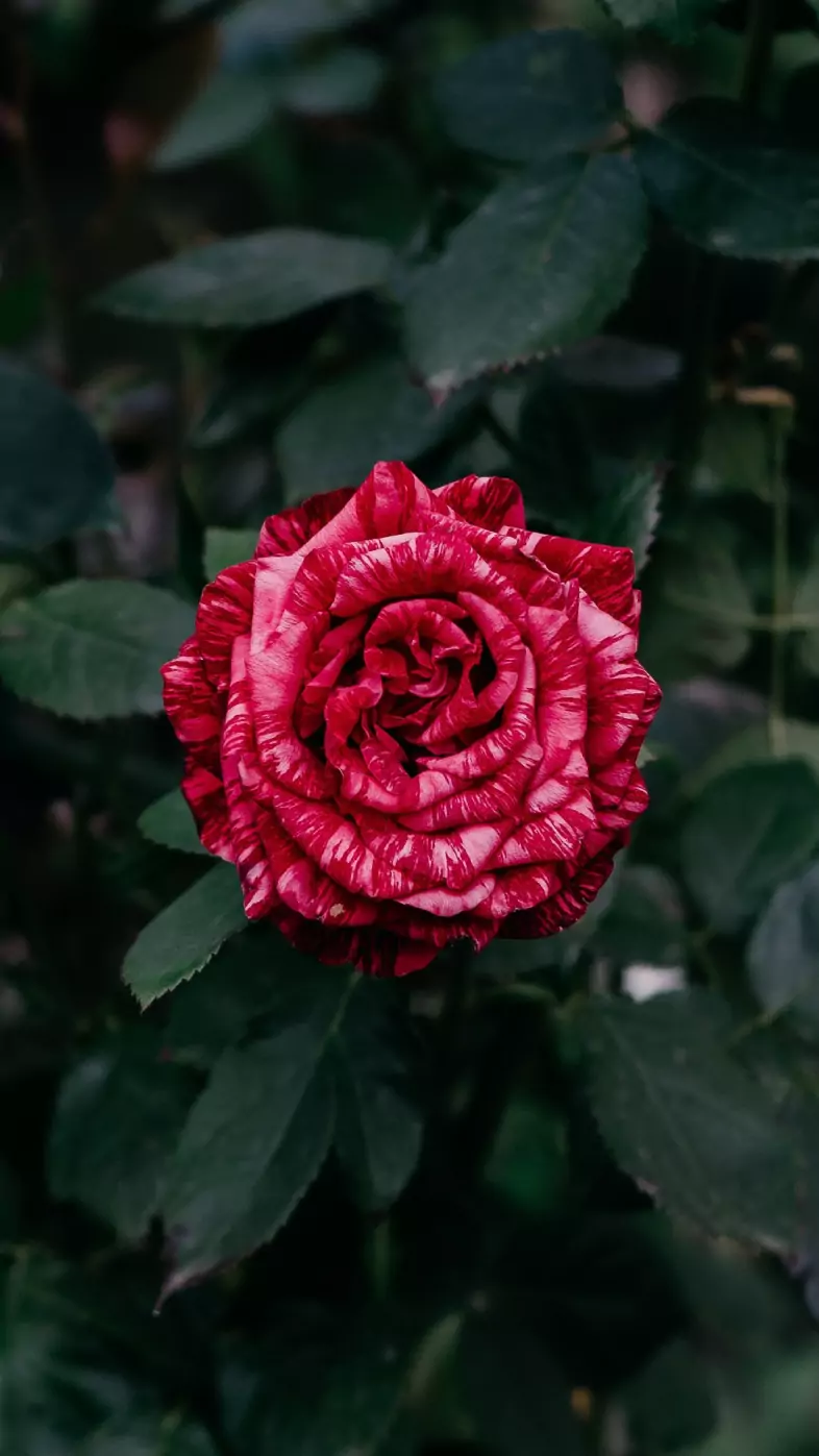 red rose wallpaper