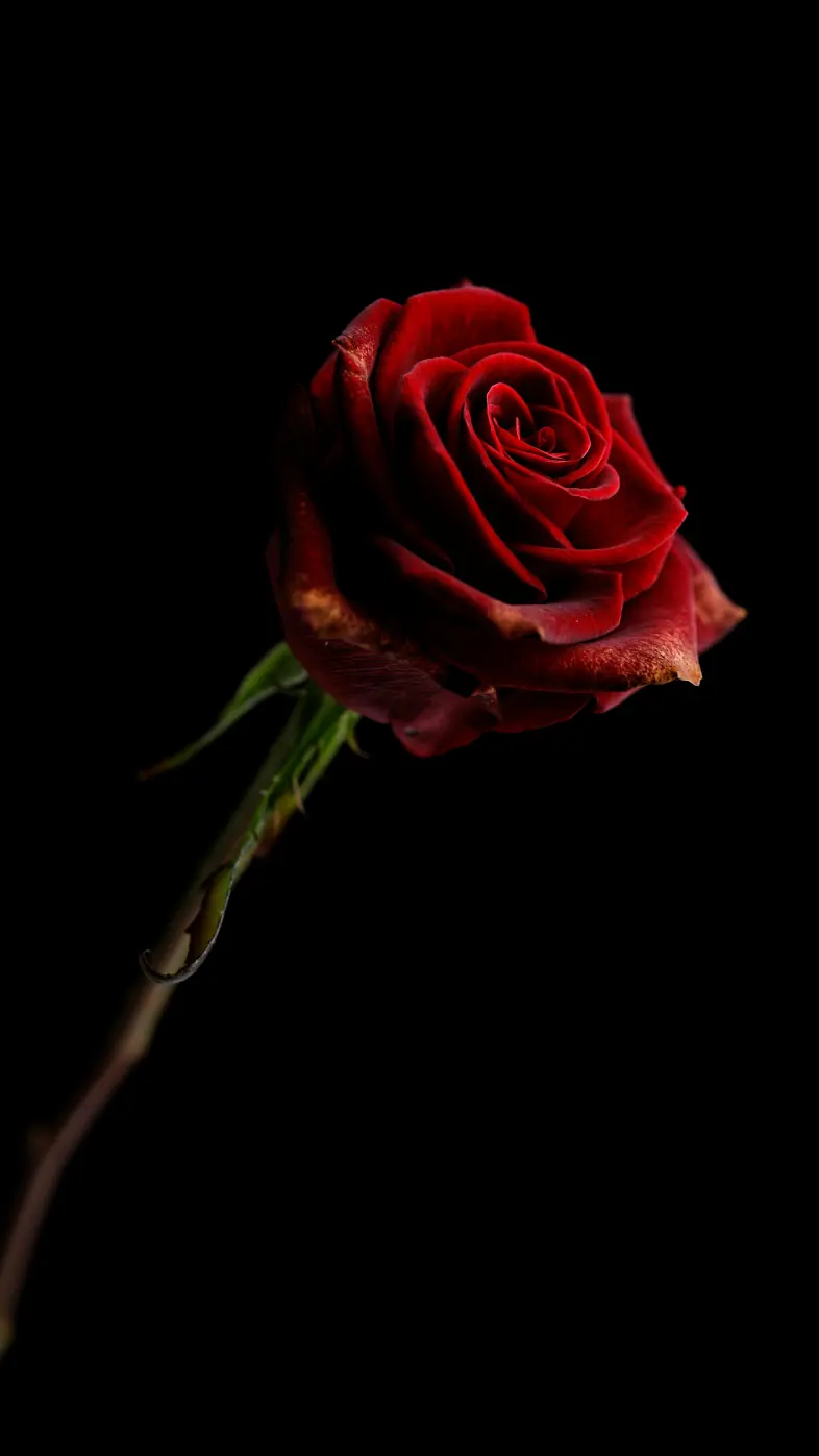 red rose wallpaper