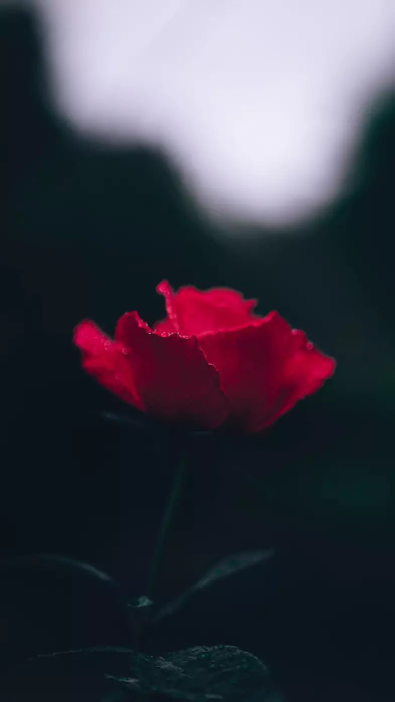red roses wallpaper