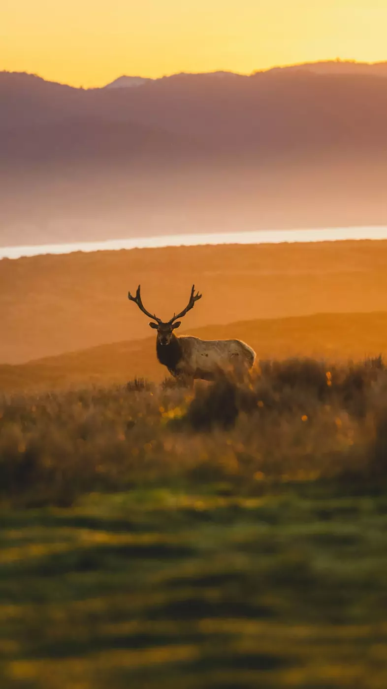 reindeer  wallpaper